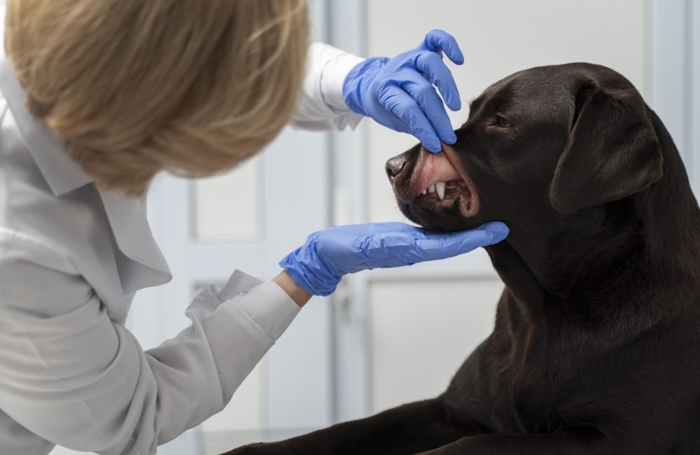 close-up-doctor-checking-dog