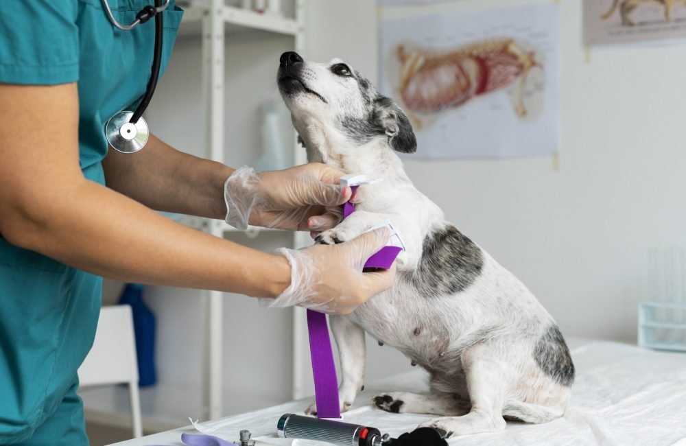 close-up-veterinarian-taking-care-dog